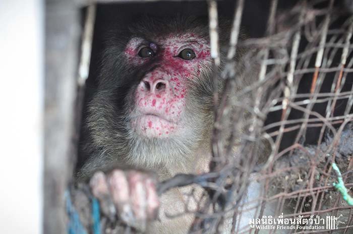 Mono Rhesus atrapado