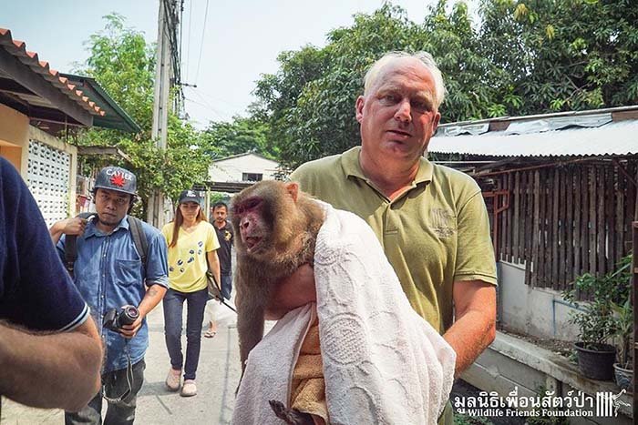 Mono Rhesus rescatado en Bangkok Mono Rhesus rescatado en Bangkok
