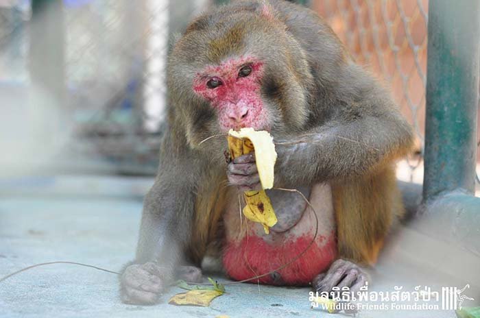 Mono comiendo banana