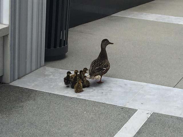 Patos rescatados