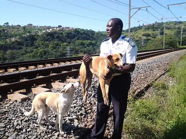 Perra arrollada por un tren