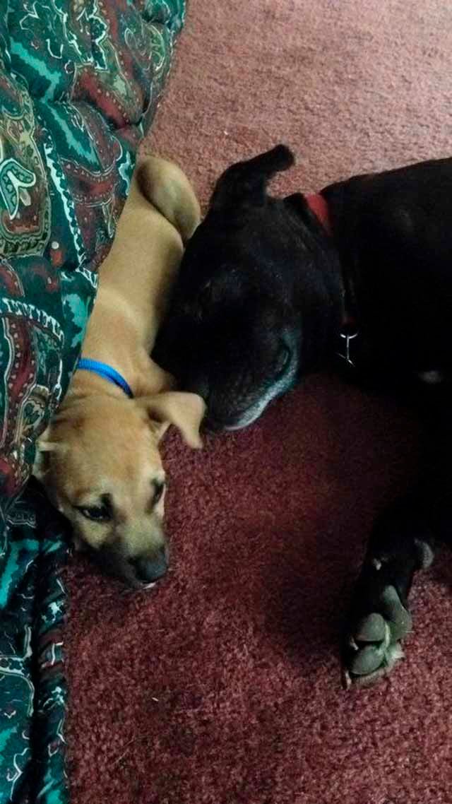 Perro con su amigo