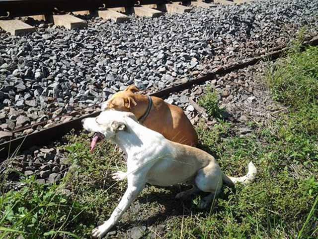 Perro cuidando a otro perro herido
