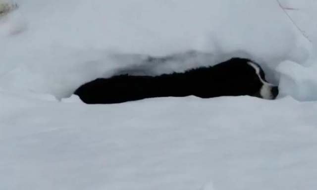 Cane in una fossa di neve