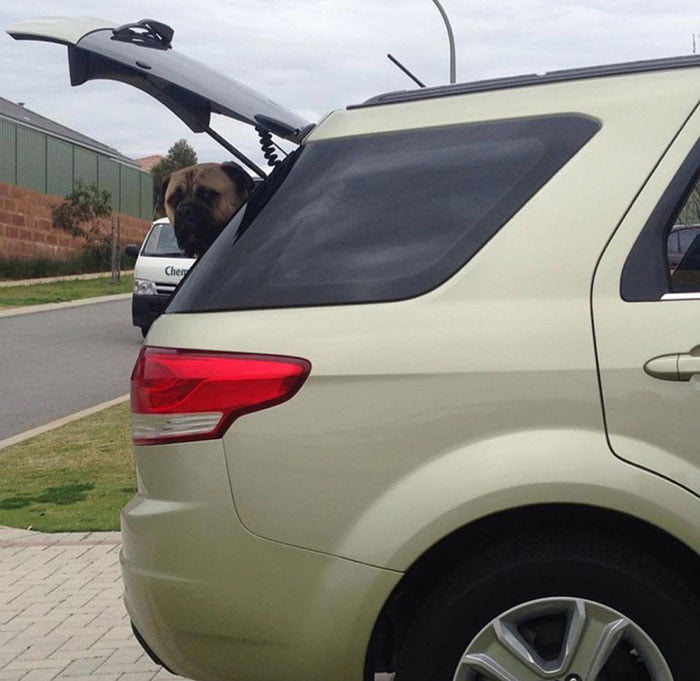 Perro espía en el auto Perro espía en el auto