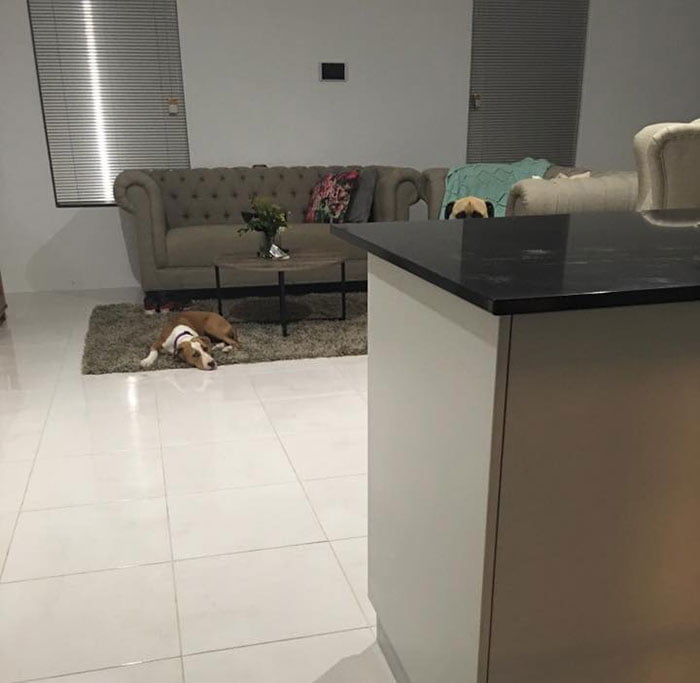 Perro espía en la sala Perro espía en la sala