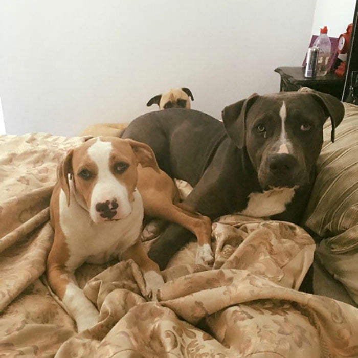 Perro espía y sus hermanos