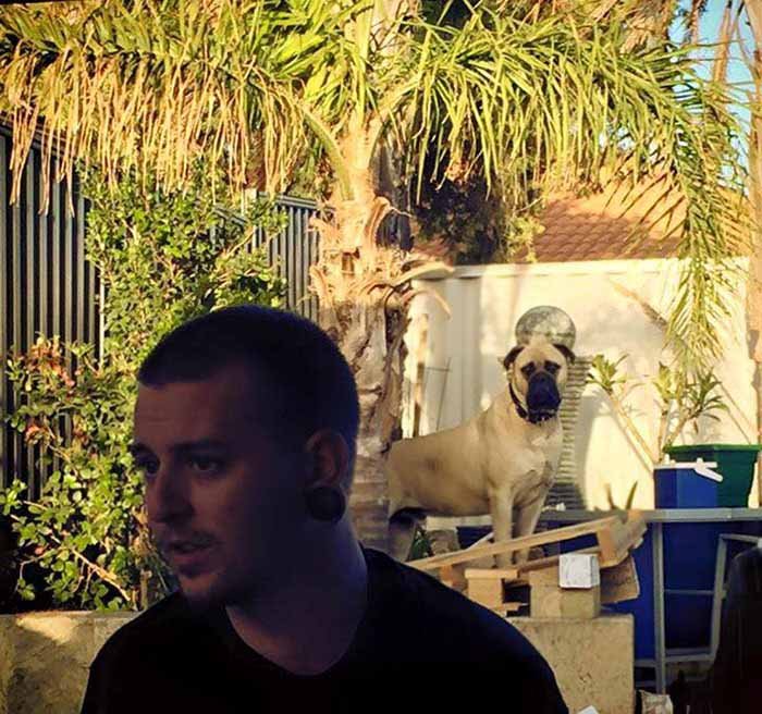 Perro espía en el patio