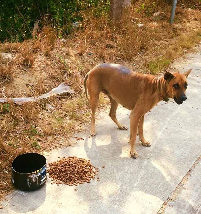 Perro herido alimentado por Michael