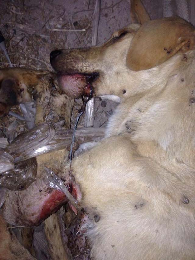 Perro maltratado en Almería Perro maltratado en Almería