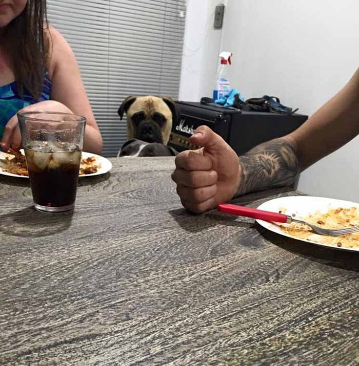 Perro observando en la cena