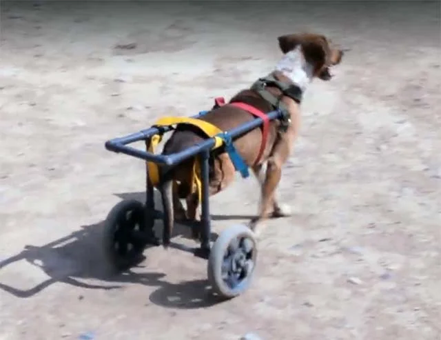Perro parapléjico