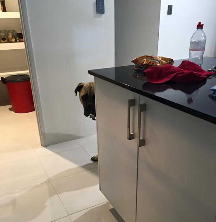 Perro quiere tanto a su humana que la espía en todo momento