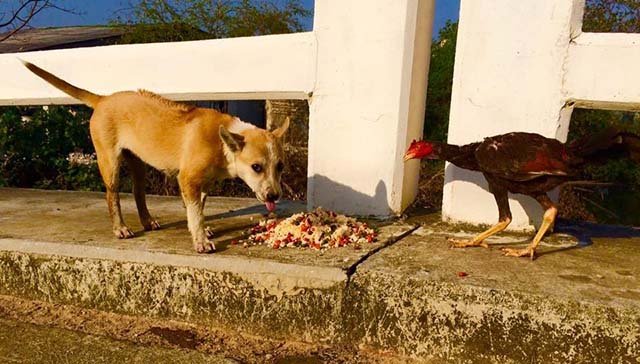 Perros alimentados por Michael
