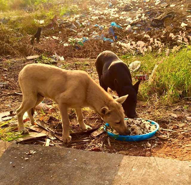Perros callejeros en Tailandia