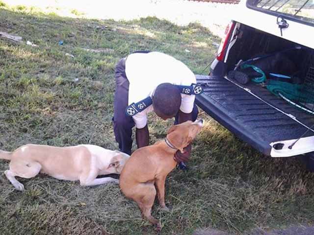 Perros rescatados