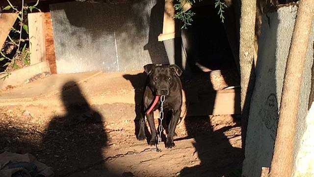 Pit Bull duró 10 años encadenado Pit Bull duró 10 años encadenado