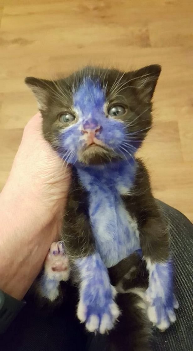 Pitufo, gato rescatado