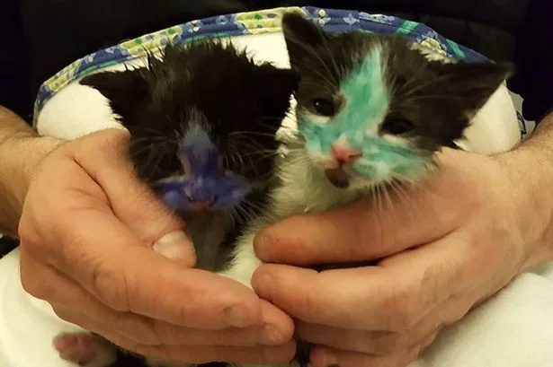 Pitufo y hulk, gatos coloreados con marcador