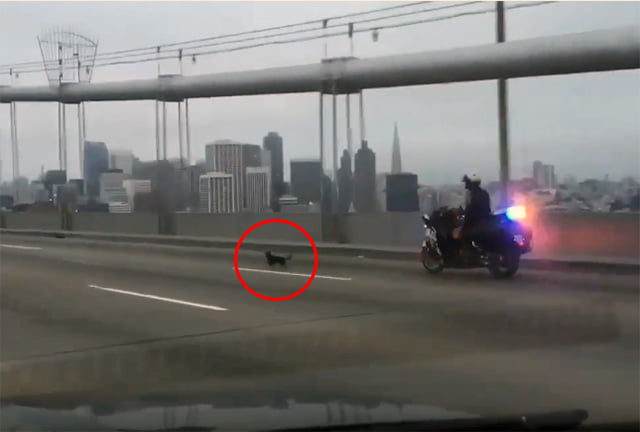 Policía persigue a un pequeño perro