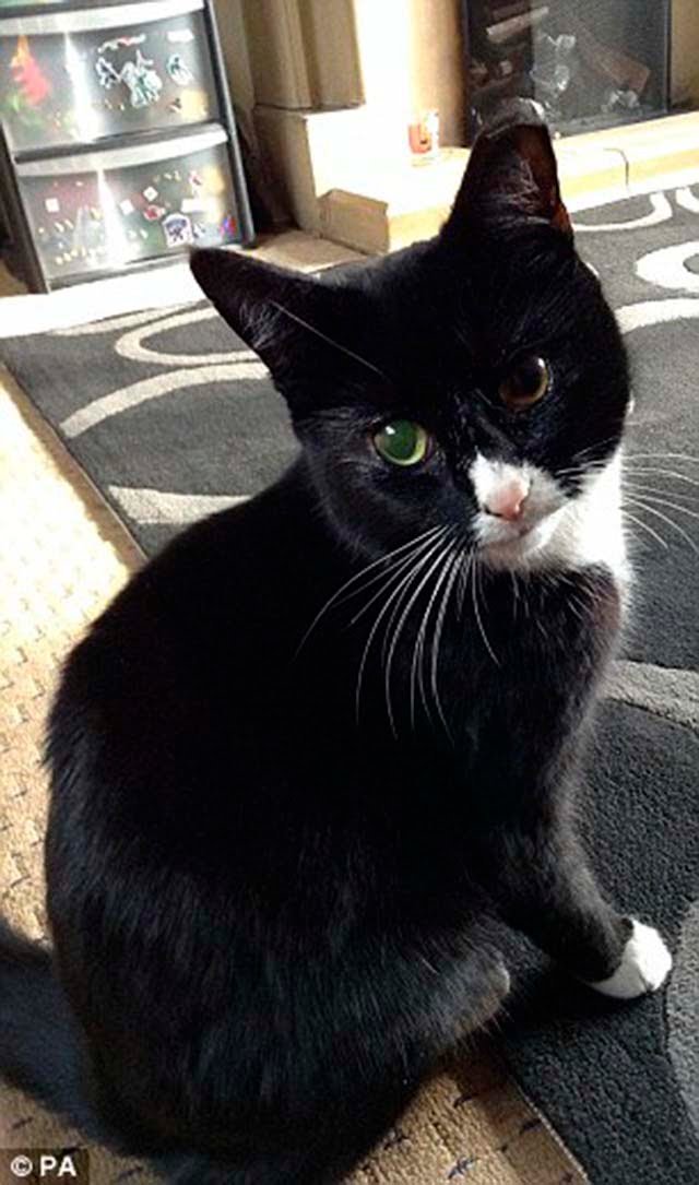 Puss-Puss