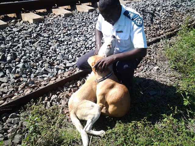 Rescate de perros arrollados por un tren