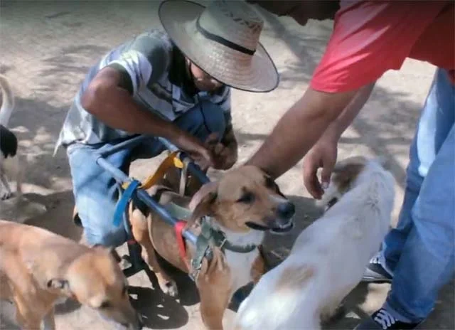 Toto con su silla de ruedas