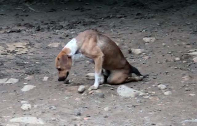 Toto, el perro parapléjico Toto, el perro parapléjico