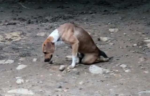 Toto, el perro parapléjico