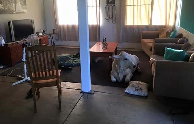 Vaca australiana se cree perro Vaca australiana se cree perro