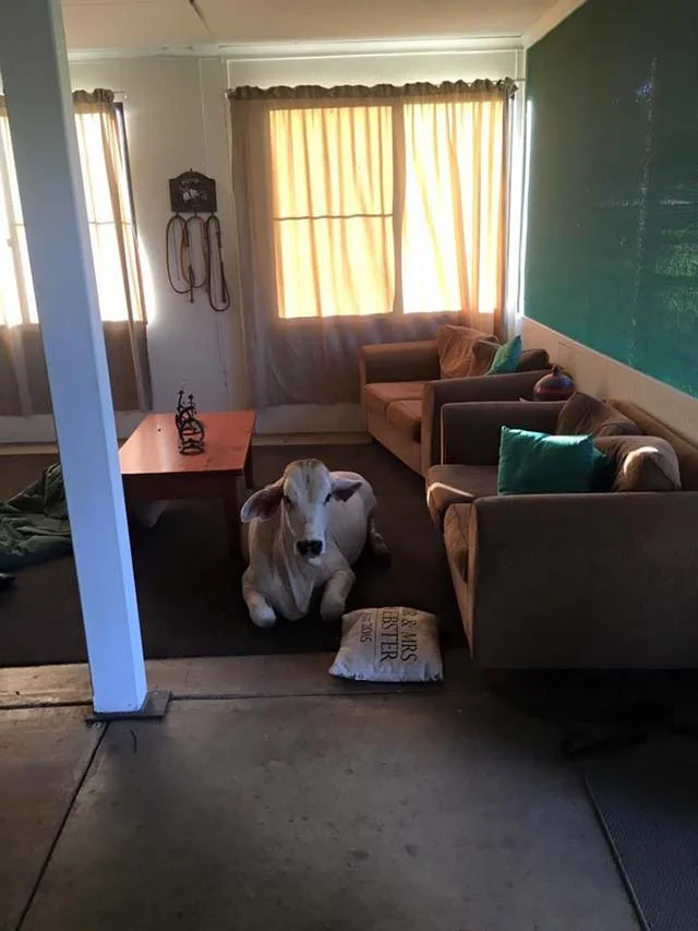 Vaca huérfana se cree perro Vaca huérfana se cree perro