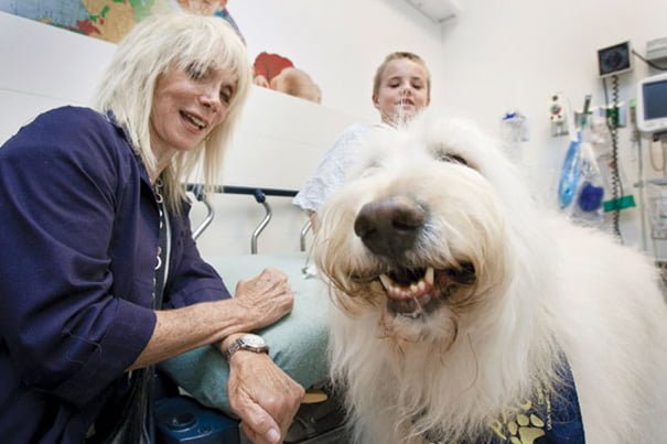 mascotas visitan pacientes mascotas visitan pacientes