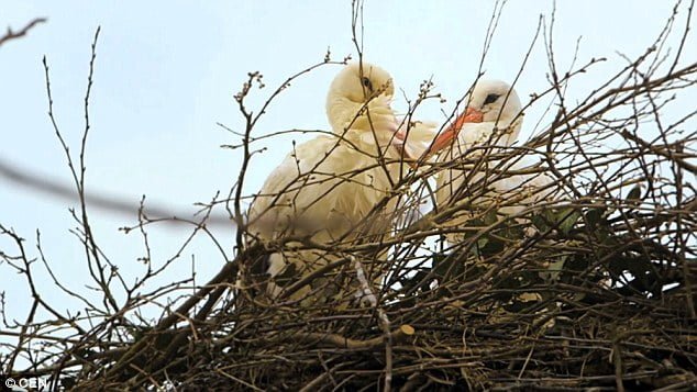 pareja de cigüeñas