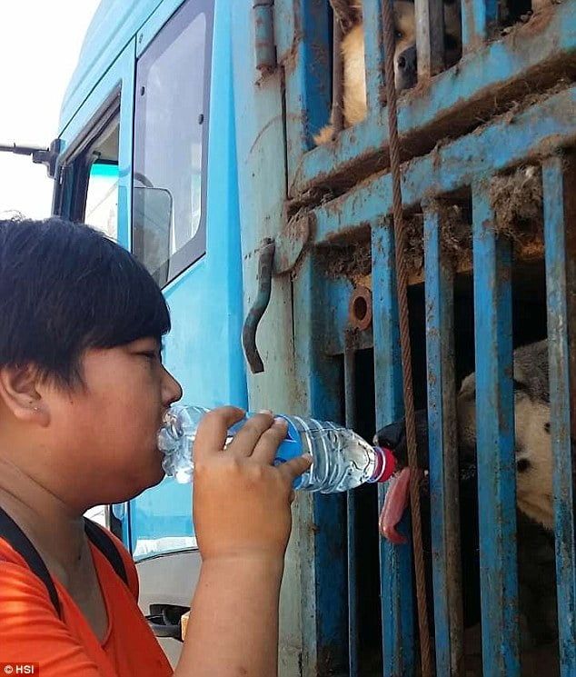 Activistas alimentaban perros en el camion