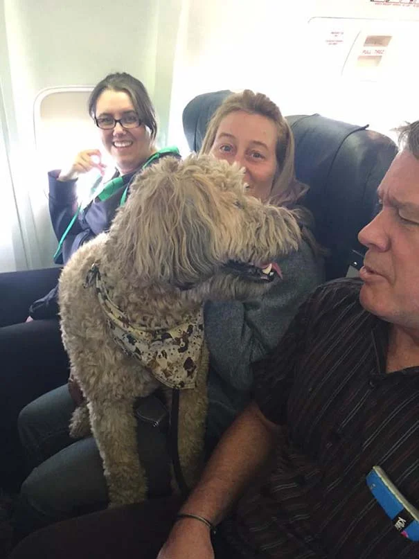 Aerolineas permiten a las mascotas viajar con su familia en la cabina
