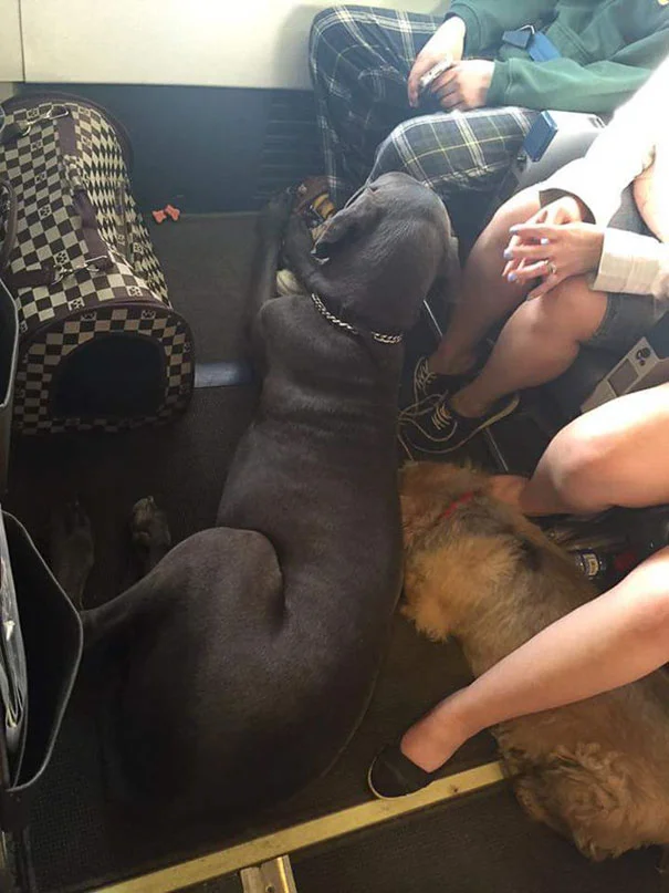 Aerolineas permiten que los animales viajen en la cabina