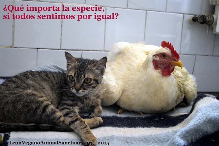 Amistad de un pollo y un gato