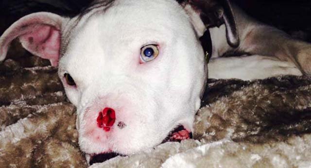 Apollo sometido a cirugía Apollo sometido a cirugía