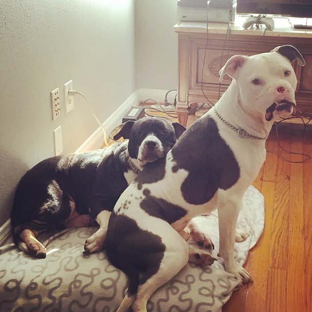 Apollo y su hermano
