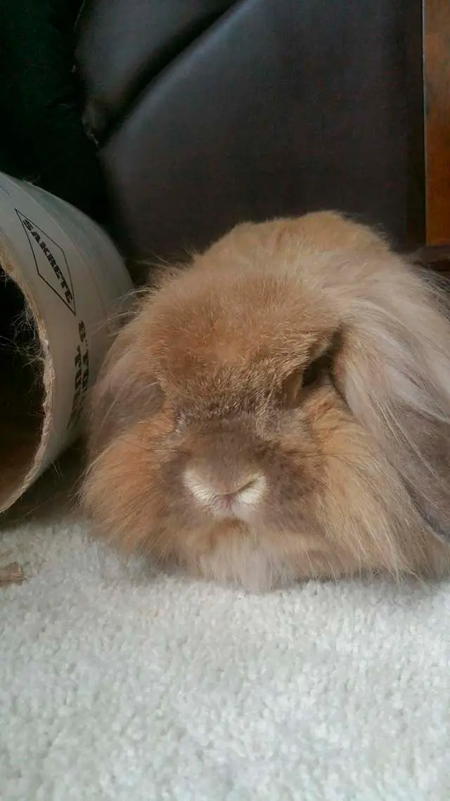 Archie, conejo deprimido