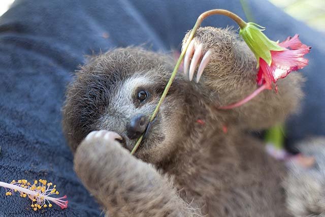 Bebé perezoso con una flor