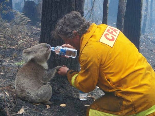 Bombero ayuda a un koala Bombero ayuda a un koala