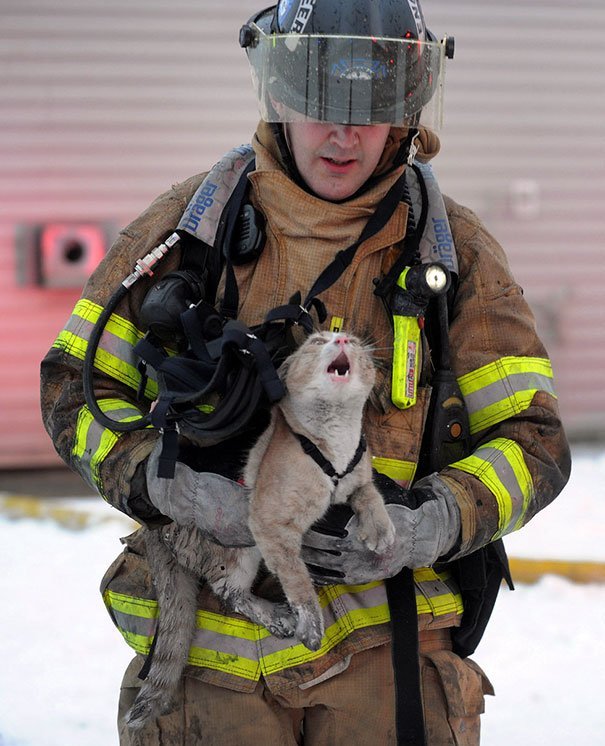 Bombero rescata a un gato Bombero rescata a un gato