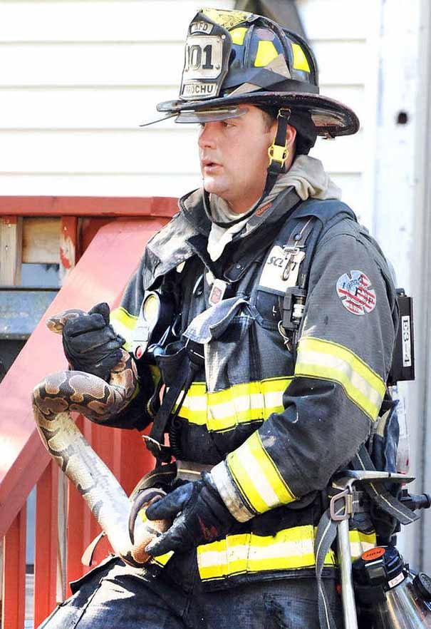 Bombero rescata a una serpiente Bombero rescata a una serpiente