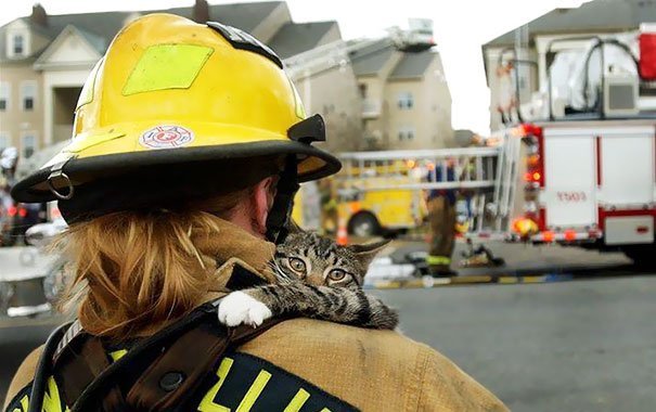 Bomberos salvan a un gato Bomberos salvan a un gato