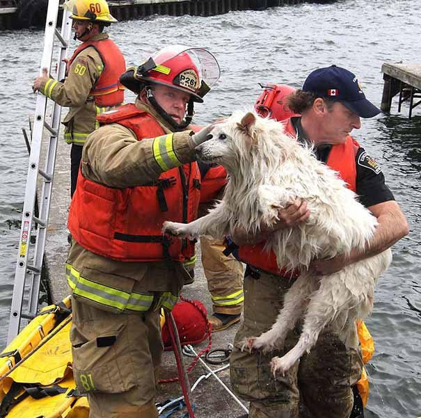 Bomberos salvan a un perro Bomberos salvan a un perro
