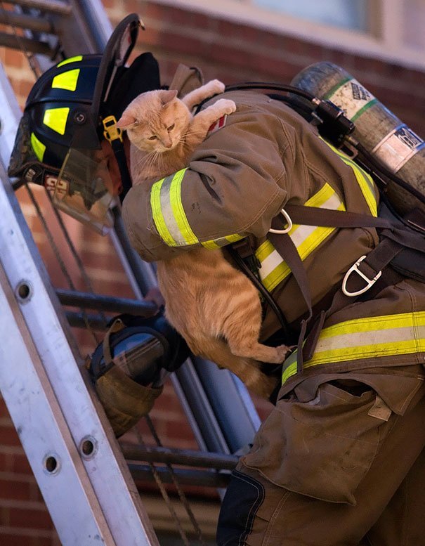 Bomberos salvan animales Bomberos salvan animales