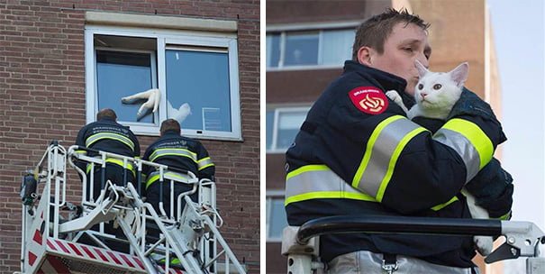 Bomberos salvan gato en edificio Bomberos salvan gato en edificio