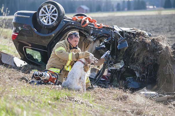 Bomberos salvan perro en accidente automovilístico Bomberos salvan perro en accidente automovilístico
