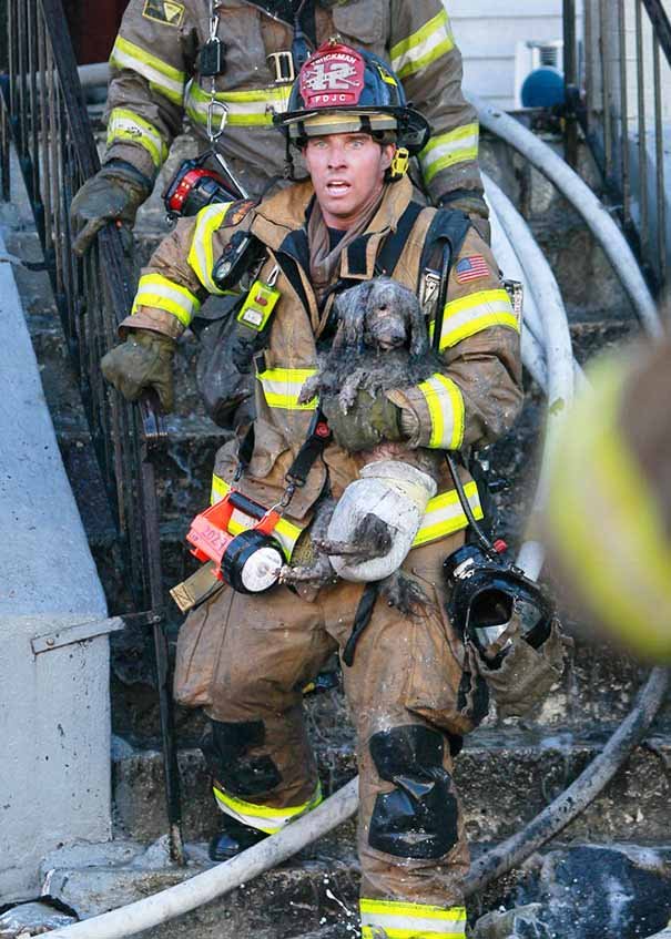 Bomberos salvando a un perro Bomberos salvando a un perro